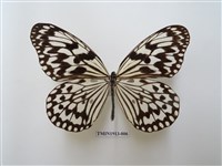 藏品(大白斑蝶(綠島亞種))的圖片